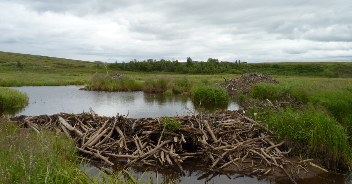 Beavers Can Build, but Rivers Rule the Roost | U.S. Fish & Wildlife Service